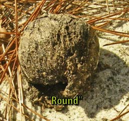 "Roung" earthball
