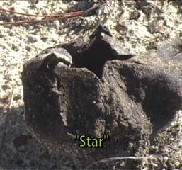 "Star" earthball