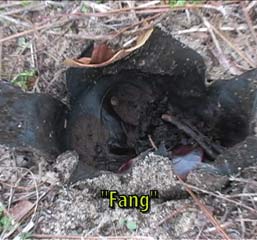 "Fang" earthball