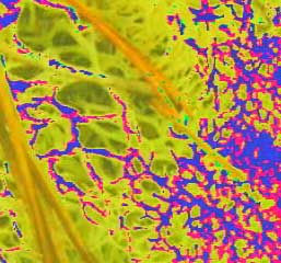 lichen transform