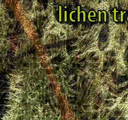 lichen transform