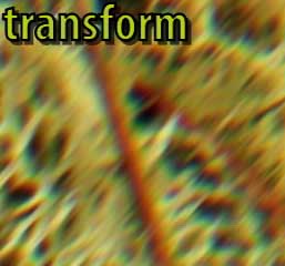 lichen transform