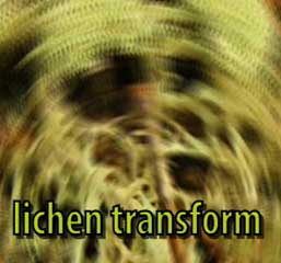 lichen transform
