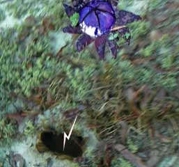 zaps earthball