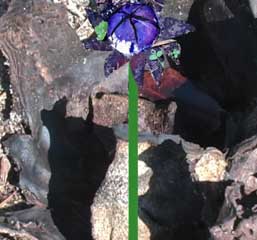 blue flowering