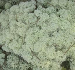 Deer lichen
