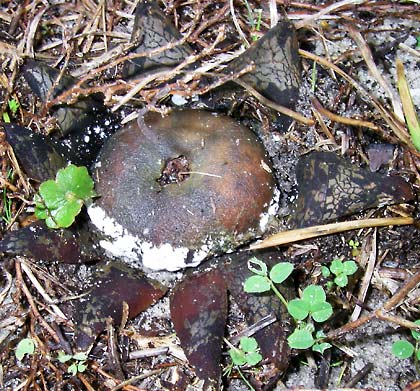 earth star