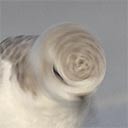 Snowy plover twirling head in interspecies communication, 2018-09-05