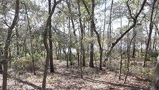 Looking south from campsite #4