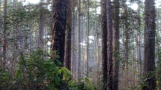 Blue doors in the foggy forest