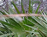 Inner Solstice 2016 - Seed Stalking celebration, 2016-05-11