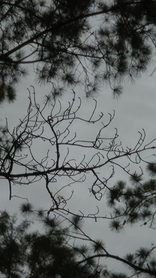 Branches in the rain
