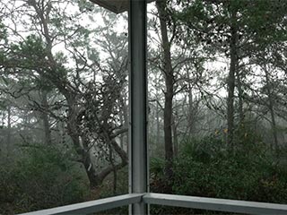 Outer Solstice 2017 forest at Grayton Beach State Park from screened-in porch