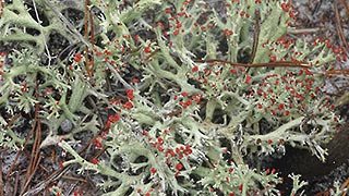 Deer lichen (Cladonia leporina) at Topsail