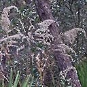 Arabesque seed plant, seeds 1 Arabesque seed plant, seeds 1