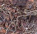 Mycelium from rooted up trail