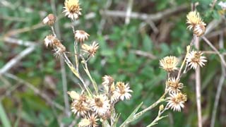seeds 5