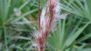 seeds 2