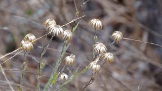 seeds 4