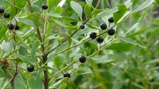seeds 6