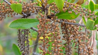 seeds 7