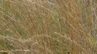 seeds 9