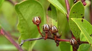 seeds 8
