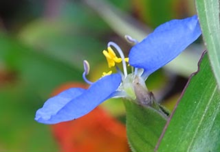 Dayflower alt