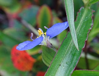 flower in aura