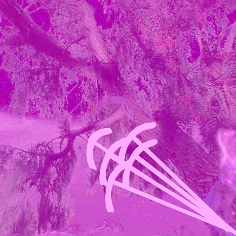 magenta twangers