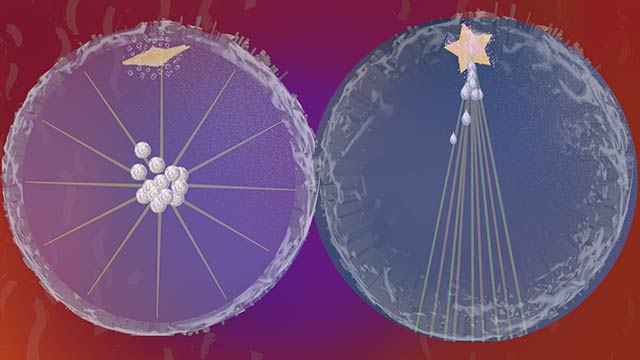 Sparkle Star Drop Consolidation