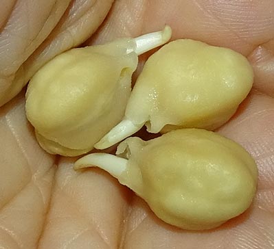 sprouted garbanzo beans