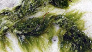 Seaweed, just saying