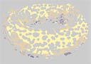 Evolutionary glow