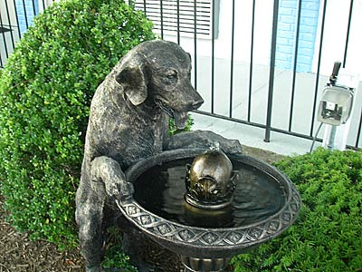 lotus dog overview
