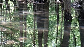 Scene viewed from sitting on the Cypress tree seat