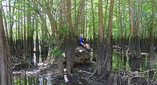 Cypress swamp at Morrison Springs