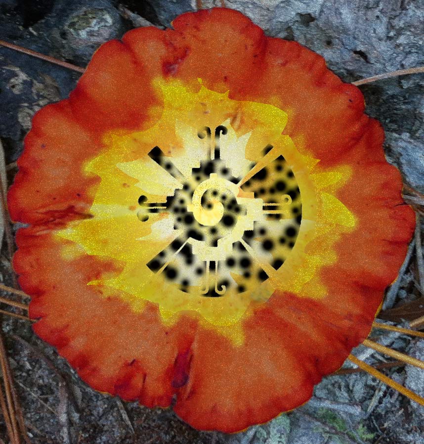 footstep bloom