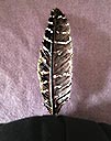 Feather power - circulate energy two ways, 2017-10-11