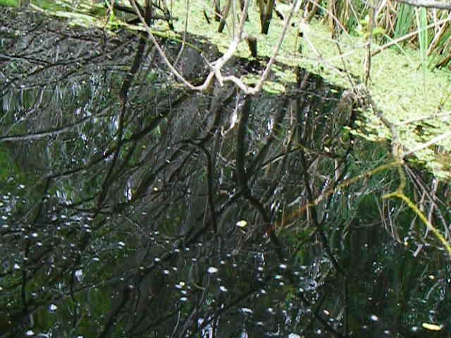 Big Alligator pond