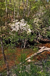 Mountain Laurel flowering