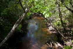 Econfina Creek from a bridge