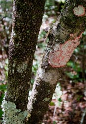 Crustose lichens