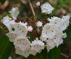 Mountain Laurel blooms, the reason for the hike