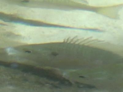 fish