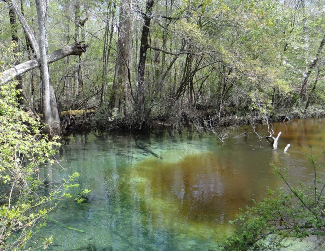 Creek Greets Spring