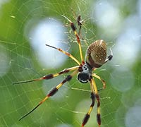 Golden Silk Orb Spider, 2016-08-07