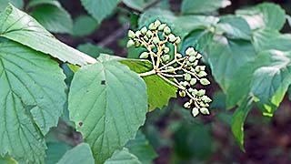Bud cluster, 2016-07-29