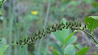Buds in a row on a stem, 2016-07-29