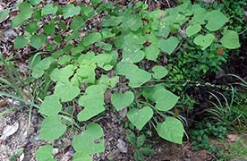 Carolina Basswood, 2016-07-29
